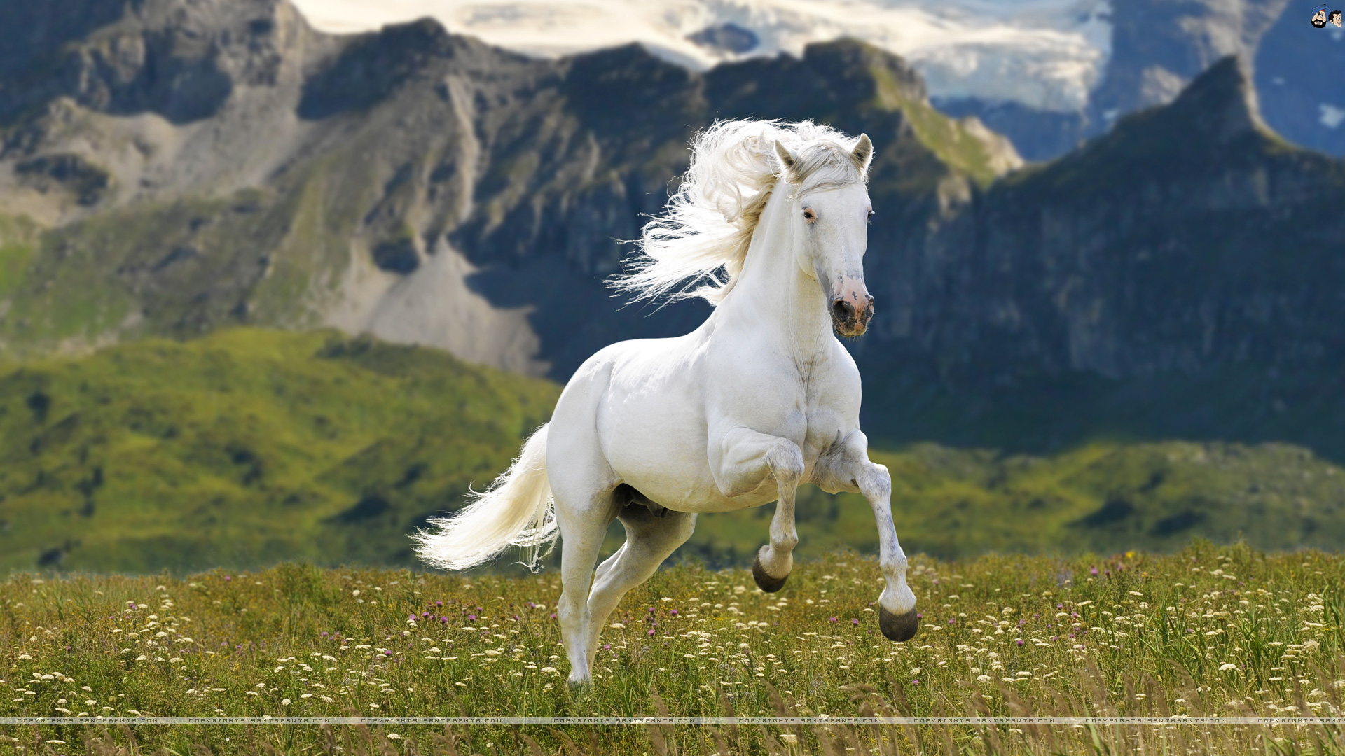 49 Horse Coupons Average Discount 15 00 March 2024